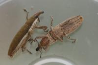 Lixus juncii