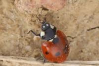 Coccinella septempunctata