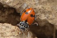 Hippodamia variegata