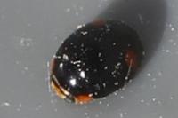 Hyperaspis campestris