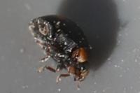 Hyperaspis campestris