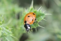 Coccinella septempunctata