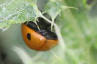 Coccinella septempunctata