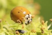 Harmonia axyridis