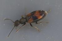 Anthicus antherinus