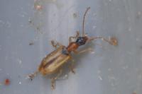 Demetrias atricapillus