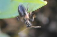 Hirticollis hispidus