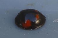 Exochomus quadripustulatus