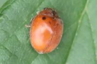 Subcoccinella vigintiquatuorpunctata