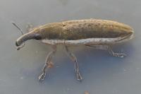 Lixus juncii
