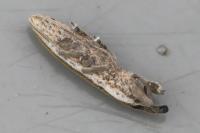 Lixus juncii