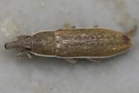 Lixus juncii