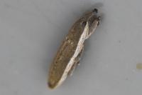 Lixus juncii