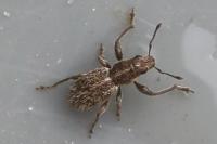 Andrion regensteinense