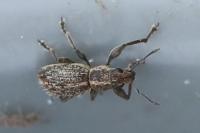 Andrion regensteinense