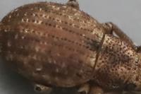 Strophosoma capitatum