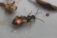 Anthicus antherinus