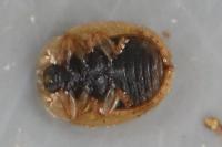 Hypocassida subferruginea