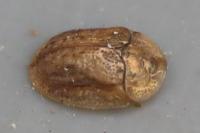 Hypocassida subferruginea