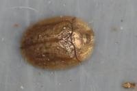 Hypocassida subferruginea