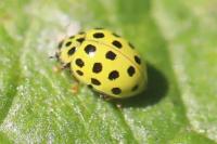 Psyllobora vigintiduopunctata