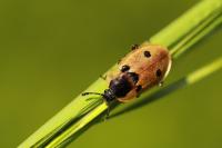 Dendroxena quadrimaculata