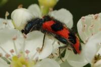 Trichodes alvearius