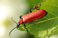 Pyrochroa coccinea