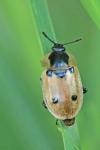 Dendroxena quadrimaculata