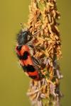 Trichodes alvearius