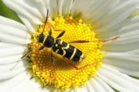 Clytus arietis