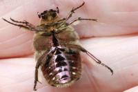 Cetonia aurata