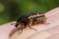 Cetonia aurata