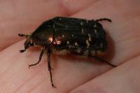 Cetonia aurata