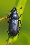 Platycerus caraboides
