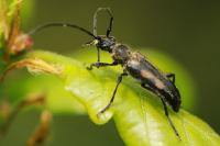 Anoplodera sexguttata