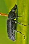 Platycerus caraboides