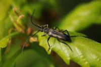 Anoplodera sexguttata