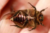 Cetonia aurata