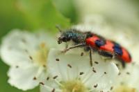 Trichodes alvearius