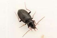 Nebria salina