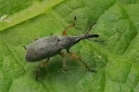 Rhopalapion longirostre