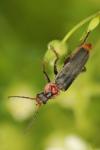 Cantharis fusca