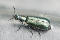 Dasytes caeruleus