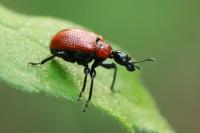 Apoderus coryli