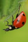 Coccinella septempunctata