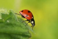 Coccinella septempunctata