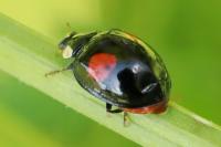 Harmonia axyridis