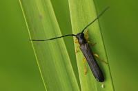 Oberea linearis