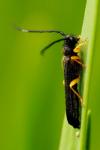 Oberea linearis